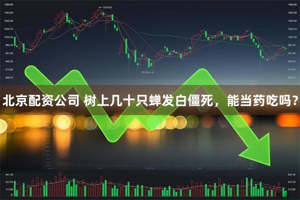北京配资公司 树上几十只蝉发白僵死，能当药吃吗？